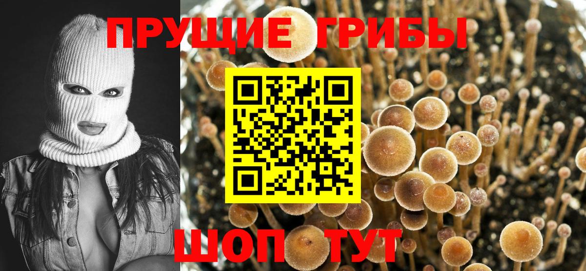 Галлюциногенные грибы MAGIC MUSHROOMS  Вход с VPN  Красногорск 
